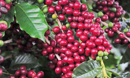 grão cereja