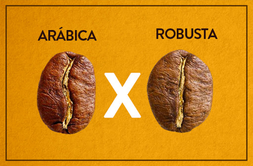 Revista Espresso - Muita gente pergunta qual é a diferença entre o café  Arábica e Canéfora (Robusta ou Conilon), você sabe algumas? A primeira  espécie, originada da Etiópia, é delicada, necessita de